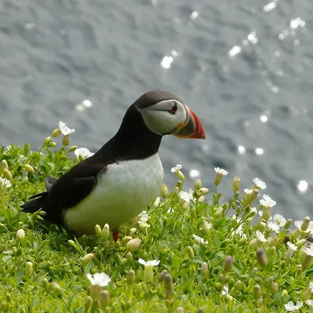 B&B Carraig Liath House 4*